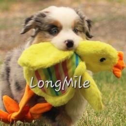 BMM3 - Blue merle male Miniature American Shepherd puppy in Elgin, Oregon from LongMile Aussies