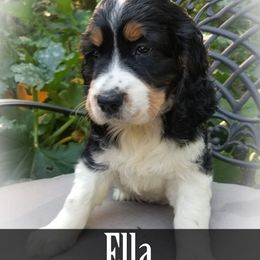 English Springer Spaniel Puppies from TimberVale Springers