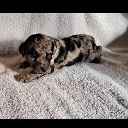 Marcie - Merle female Goldendoodle puppy in Sterling, Connecticut from Justine’s Retrievers and Doodles