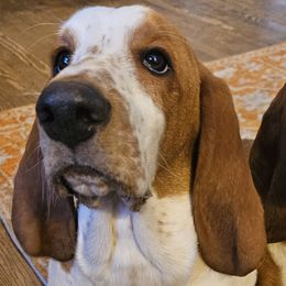 Basset Hounds from Melissa Leon