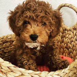 Bernedoodles and Goldendoodles from Mtn Green Doodles