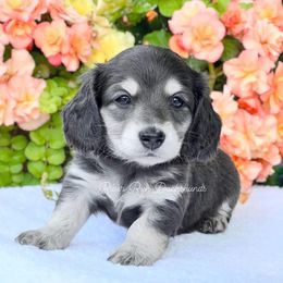 Dachshund Puppies from River Run Dachshunds