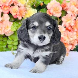 Dachshund Puppies from River Run Dachshunds