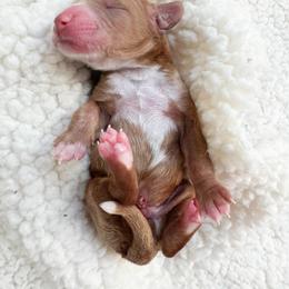 Mijo - Apricot male Cavapoo puppy in Aiken, South Carolina from Cavapoos of the Carolinas