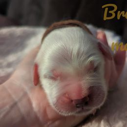 Golden Retriever Puppies from Heckmans English Cream Golden Retrievers