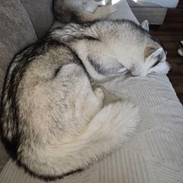 Mom - Siberian Husky