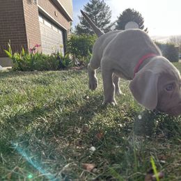 Weimaraner Puppies from Baird Weims - AKC registered