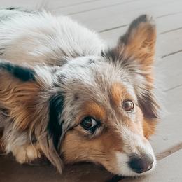 American Corgis, Pembroke Welsh Corgis, and Yorkshire Terriers from Ingram's Corgis & Yorkies