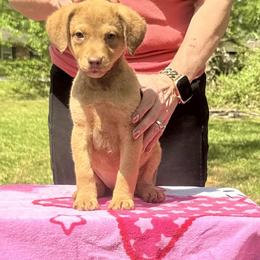 Dark pink girl - Brown female Chesapeake Bay Retriever puppy in Houston, Texas from Monarch Chesapeakes