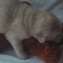 Golden Retrievers from Tillage Golden Retrievers