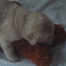 Golden Retrievers from Tillage Golden Retrievers