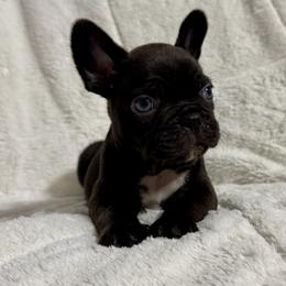 French Bulldog Puppies from Teak’s Texas Frenchie’s