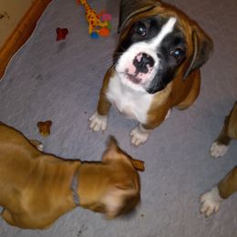 Boxer Puppies from Moody's Boxer's