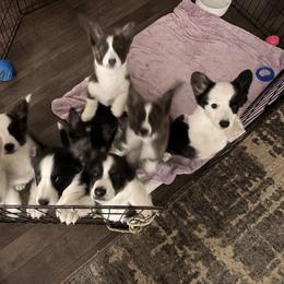 Cardigan Welsh Corgi puppies from KaloKalo Cardigans