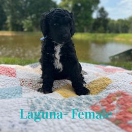 Laguna - Black female Poodle puppy in West Monroe, Louisiana from Diamond M Poodles and Doodles