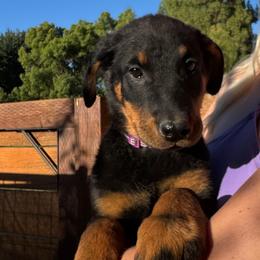 Amelia  (Purple Collar) - Girl - Black and tan female Beauceron puppy in Bakersfield, California from Von Zirbes Hundehutte