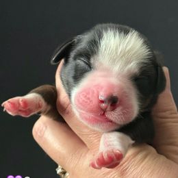 Sage - female Australian Mountain Doodle puppy in Cortez, Colorado from Sassy Pants Pups