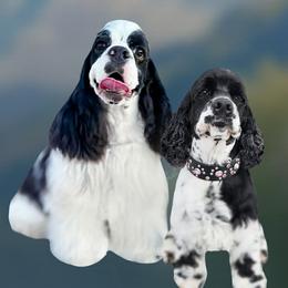 Cocker Spaniel puppies from Stonegate Cocker Spaniels