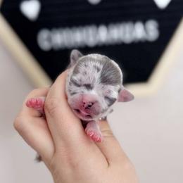 Fred - Merle male Chihuahua puppy in Harrison, Michigan from Cloud9 Chihuahuas