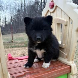 Orange - Black and white female Siberian Husky puppy in Jonesborough, Tennessee from Dry Creek Siberians