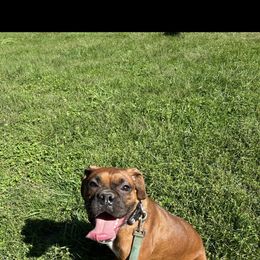 Lainey - Boxer