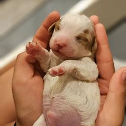 Moo - Blenheim male Cavapoo puppy in Glendale, Arizona from Cool Cavapoos