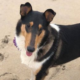 Collies from Jolis Collies