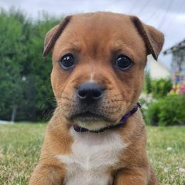 Staffordshire Bull Terrier Puppies from Tier 1 Staffordshire Bull Terriers
