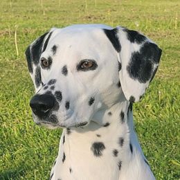 CLEO - Dalmatian