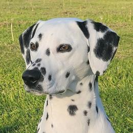 CLEO - Dalmatian