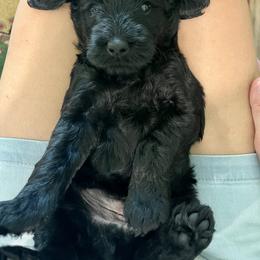 Goldendoodle Puppies from Hancock Place