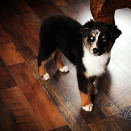 Australian Shepherd Puppies from Libre Winds Australian Shepherds