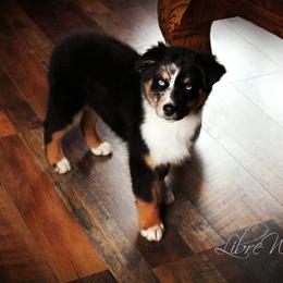 Australian Shepherd Puppies from Libre Winds Australian Shepherds