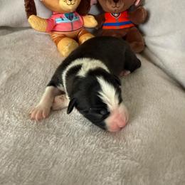 Rubble - White and seal male Border Collie puppy in Dorr, Michigan from Pineview Farm