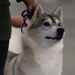 Siberian Huskies from Saturn's Siberians