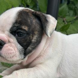 Rascal - Fawn brindle and white male Bulldog puppy in Ranger, Texas from Select Bulldogs