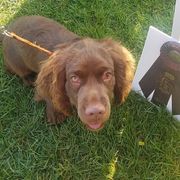 Sussex Spaniels from QTPi Kennels - Bubbling Brown Sussex Spaniels of Colorado