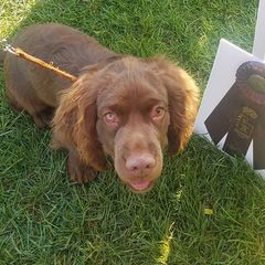 Sussex Spaniels from QTPi Kennels - Bubbling Brown Sussex Spaniels of Colorado