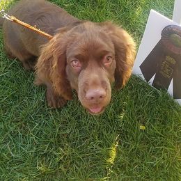 Sussex Spaniels from QTPi Kennels - Bubbling Brown Sussex Spaniels of Colorado