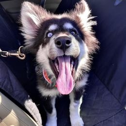 Native American Indian Dog Puppies from Seven Sisters Canids