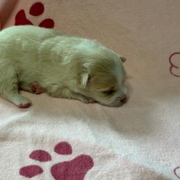 Girl 1 - Cream parti female Pomeranian puppy in Decatur, Iowa from Lisa Greenhalgh