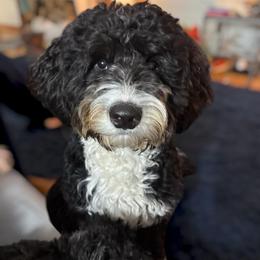 Sea “CC” - Bernedoodle