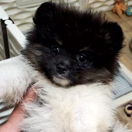 Katie - Black parti female Pomeranian puppy in Forsyth, Illinois from Amazing Grace Pomeranians