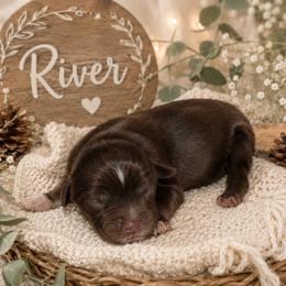 River - Red tri male Miniature Australian Shepherd puppy in Paris, Texas from Kuttin’ Up Mini Aussies