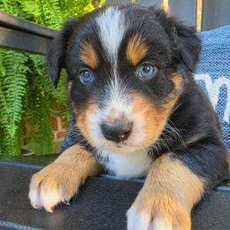 Dandee - Black tri-color male Australian Shepherd puppy in Makanda, Illinois from S.I. Aussie