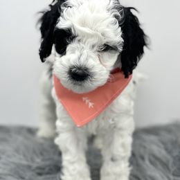 Australian Labradoodle Puppies from Grand Peaks Labradoodles