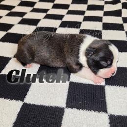 Clutch - Seal and white male Boston Terrier puppy in Lead Hill, Arkansas from Bull Shoals Bostons