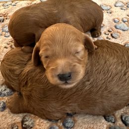 Goldendoodle Puppies from Miss Cindy’s Doodles