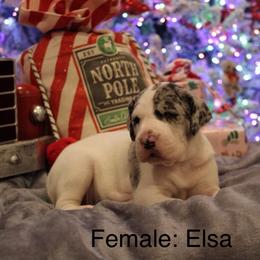 Elsa - Merle female Great Dane puppy in Albuquerque, New Mexico from Legacy Danes