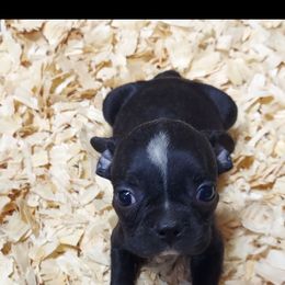Cole - Black and white male Boston Terrier puppy in Olanta, South Carolina from Julie's IHeart Boston Terrier's